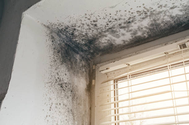 Affordable Mold Inspection And Testing solutions in Danville, IL